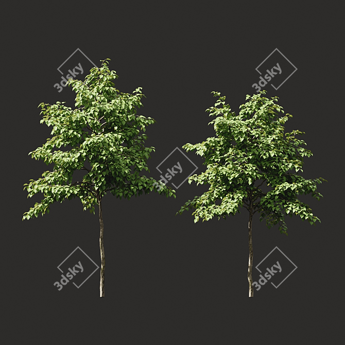 Green Summer Tree Models 3D model image 1