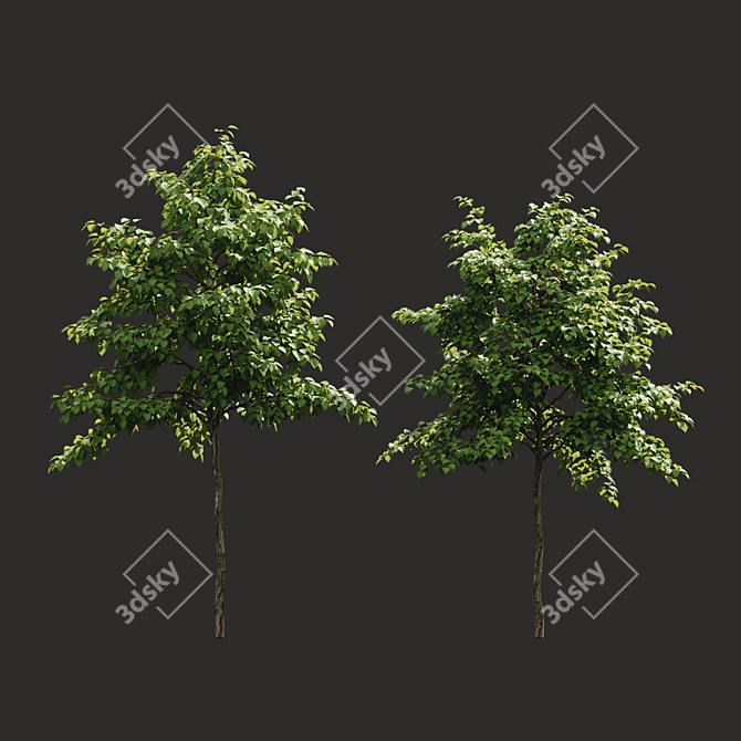 Green Summer Tree Models 3D model image 2