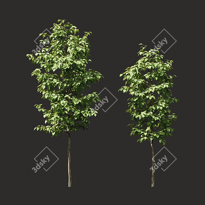 Summer Tree Set: Perfect for Closeups 3D model image 2