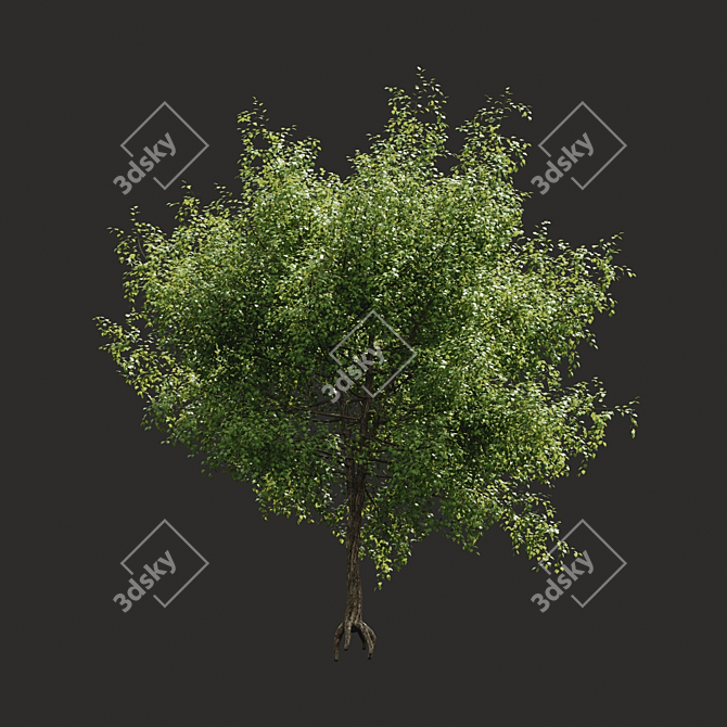 Optimized Tree Model for Summer 3D model image 1