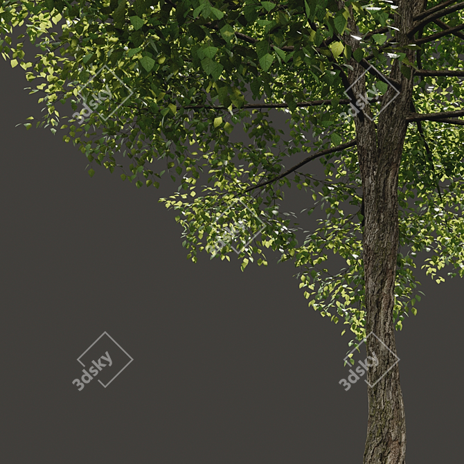 Optimized Tree Model for Summer 3D model image 2