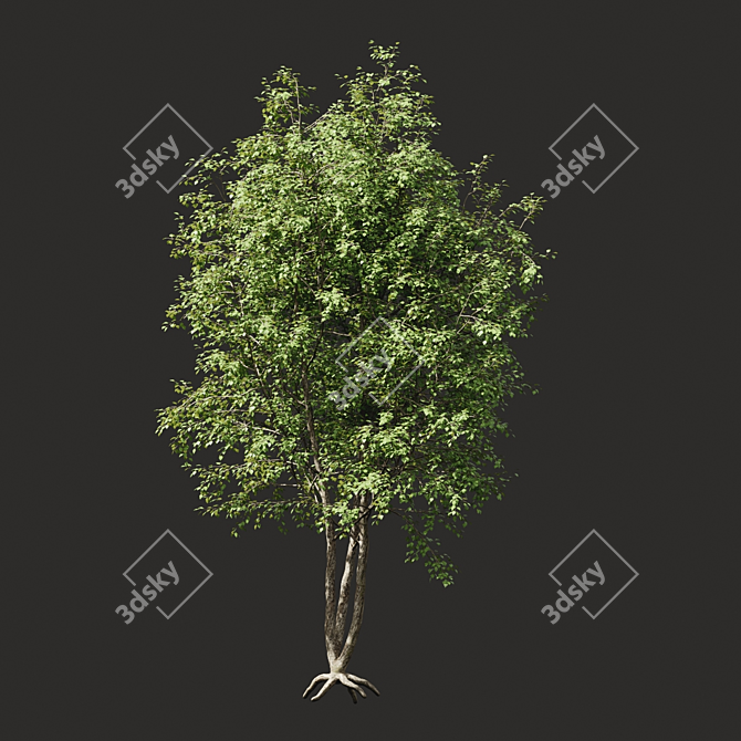 Summer Tree Model - Mid Range 3D model image 1