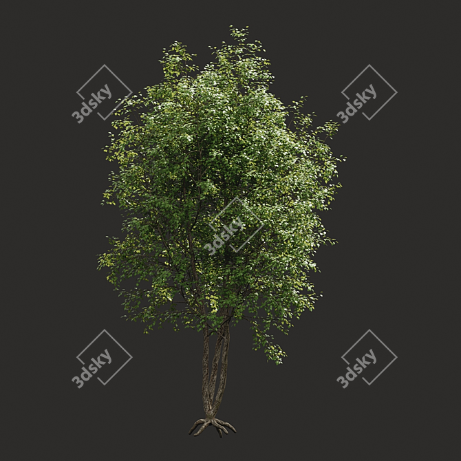 Summer Tree Model - Mid Range 3D model image 2