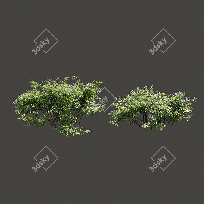 Lush Summer Foliage Duo 3D model image 1