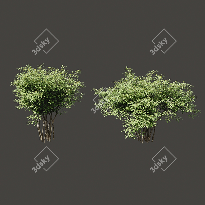 Sunny Shrubs for Scenic Hedges 3D model image 2