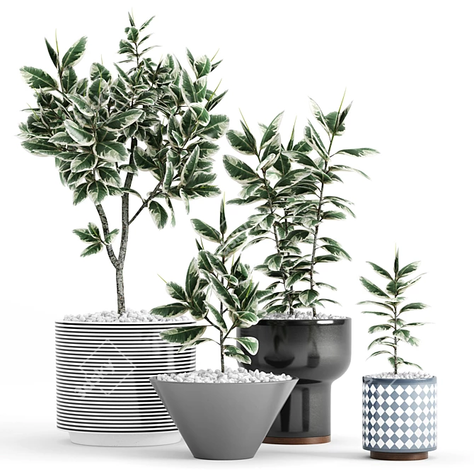 Variegated Ficus in Stylish Planters 3D model image 1