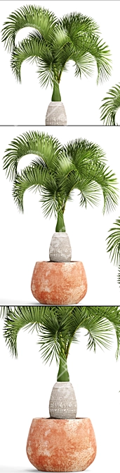 Rare Bottle Palm Tree 3D model image 2