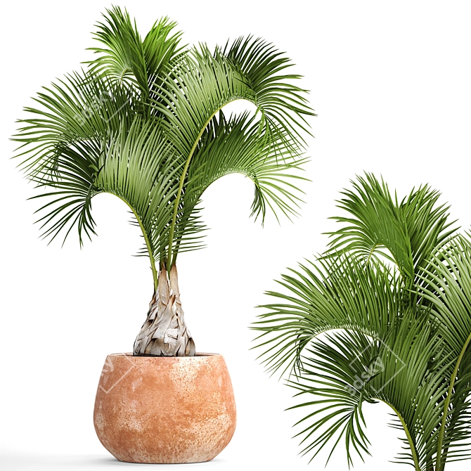  Bottle Palm Tree: Exotic and Beautiful 3D model image 1