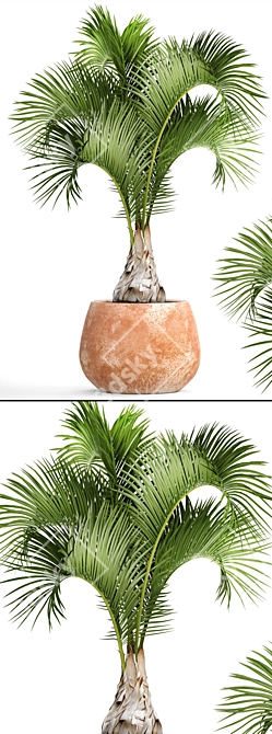  Bottle Palm Tree: Exotic and Beautiful 3D model image 2