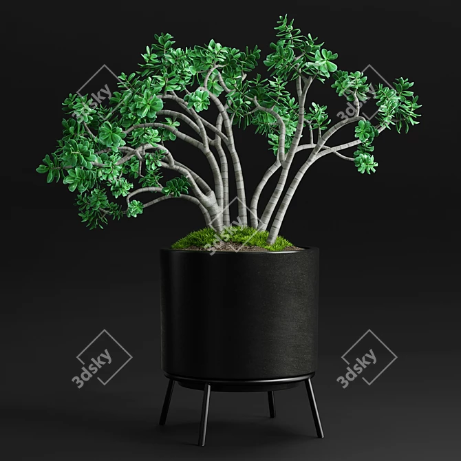 Case Study Planter - Jade Plant 3D model image 1