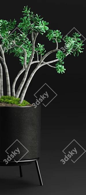 Case Study Planter - Jade Plant 3D model image 2