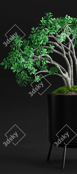 Case Study Planter - Jade Plant 3D model image 3