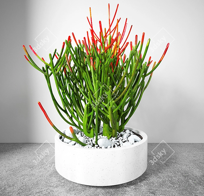 Euphorbia Tirucally Pots: 3D Model Collection 3D model image 1