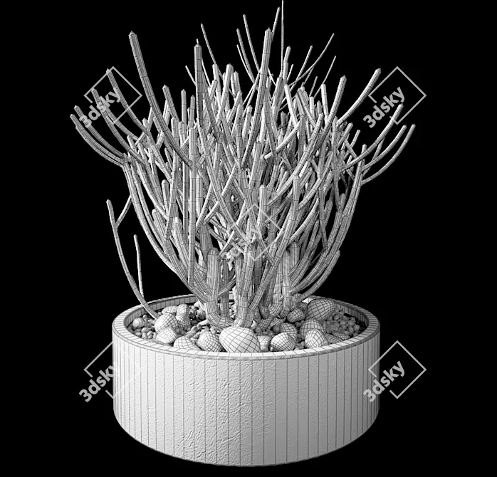 Euphorbia Tirucally Pots: 3D Model Collection 3D model image 2