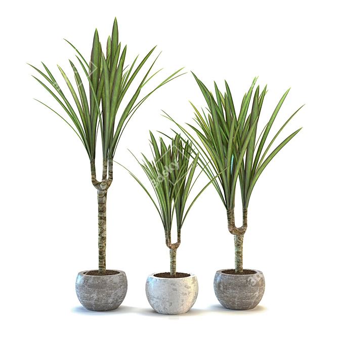 Fringed Dracaena: Exotic Leafy Beauty 3D model image 1