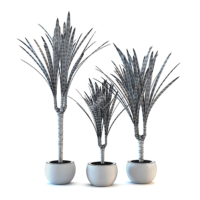 Fringed Dracaena: Exotic Leafy Beauty 3D model image 2