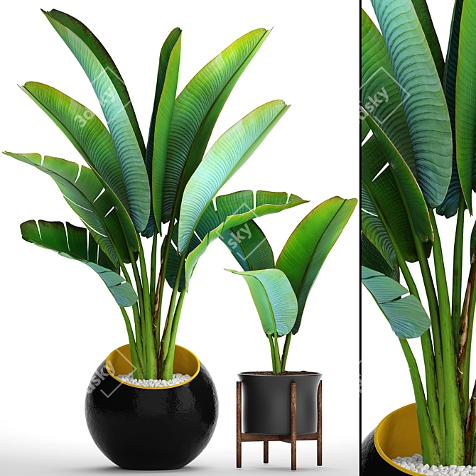  Exotic Ravenala Collection: 79 Plants 3D model image 1