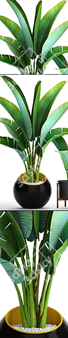  Exotic Ravenala Collection: 79 Plants 3D model image 2