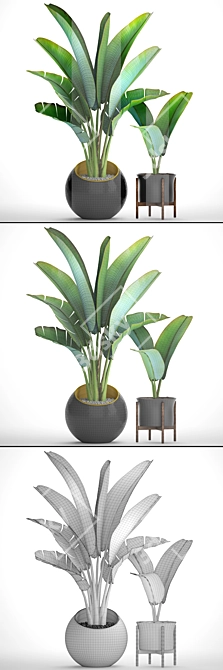  Exotic Ravenala Collection: 79 Plants 3D model image 3