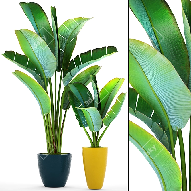 Exotic Plant Collection: Ravenala 3D model image 1