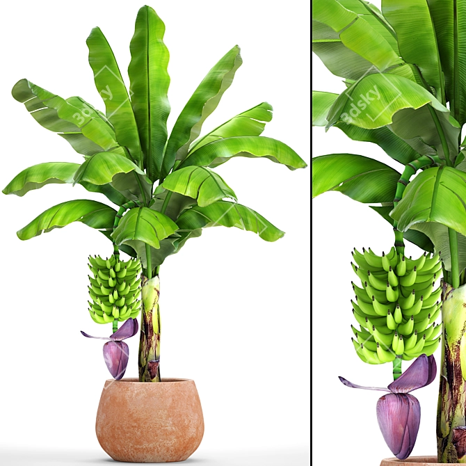 Japanese Banana Plant - Musa Basjoo 3D model image 1