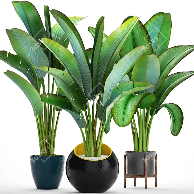 Exotic Plant Collection: Ravenala 3D model image 1