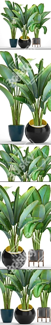 Exotic Plant Collection: Ravenala 3D model image 2