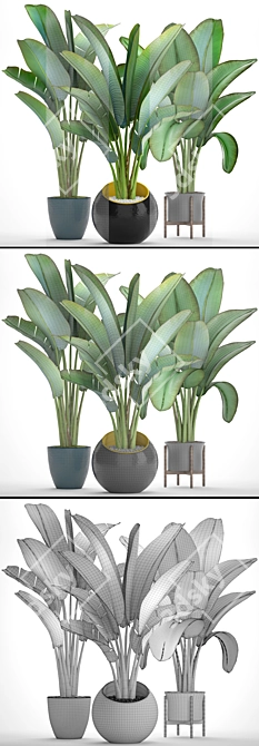Exotic Plant Collection: Ravenala 3D model image 3