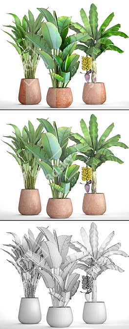 Tropical Plant Combo: Ravenala & Banana 3D model image 3