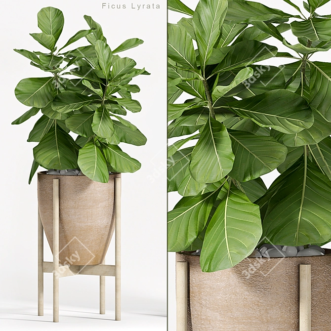 Stylish Ficus Lyrata: Green Elegance 3D model image 1