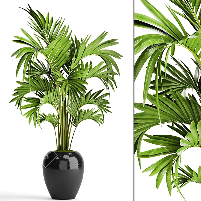 Exquisite Howea Palm: Forsteriana 3D model image 1