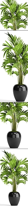 Exquisite Howea Palm: Forsteriana 3D model image 2