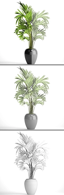 Exquisite Howea Palm: Forsteriana 3D model image 3