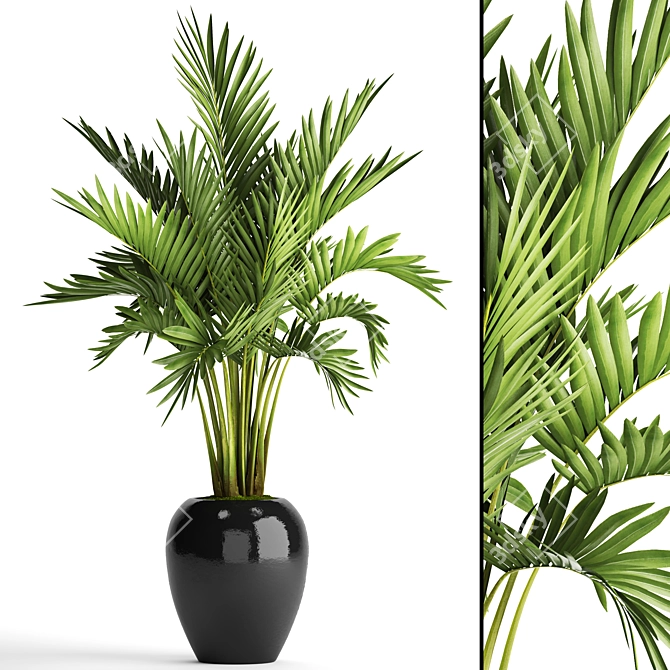 Kentia Palm: Elegant and Easy 3D model image 1