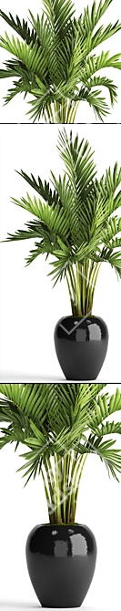 Kentia Palm: Elegant and Easy 3D model image 2