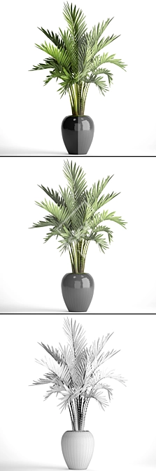 Kentia Palm: Elegant and Easy 3D model image 3