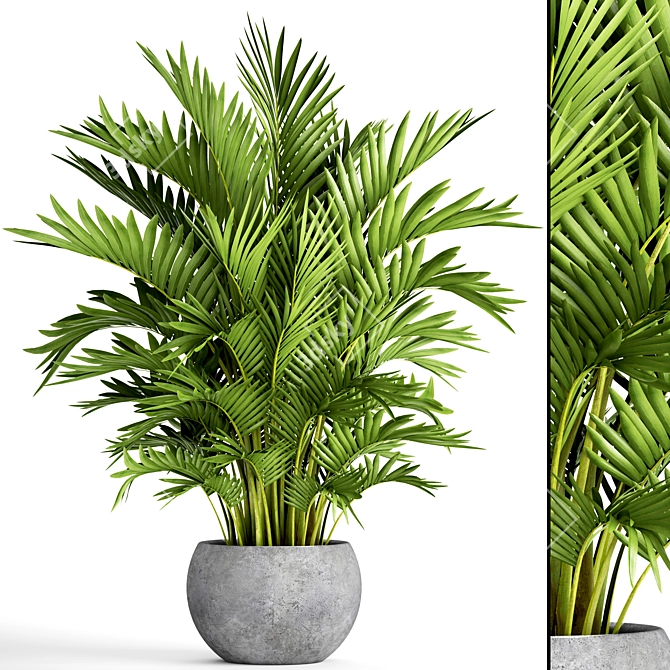 Title: Exquisite Howea Forsteriana Palms 3D model image 1