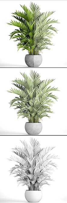 Title: Exquisite Howea Forsteriana Palms 3D model image 3