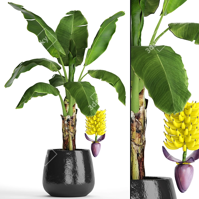 Fruitful Banana Palm 3D model image 1