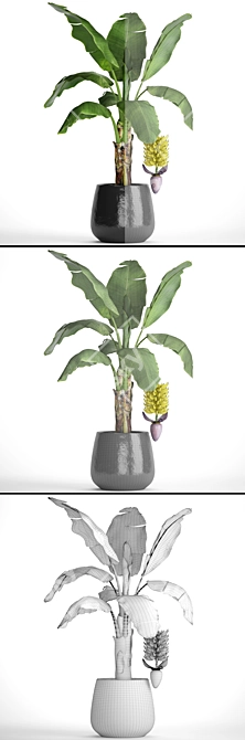 Fruitful Banana Palm 3D model image 3