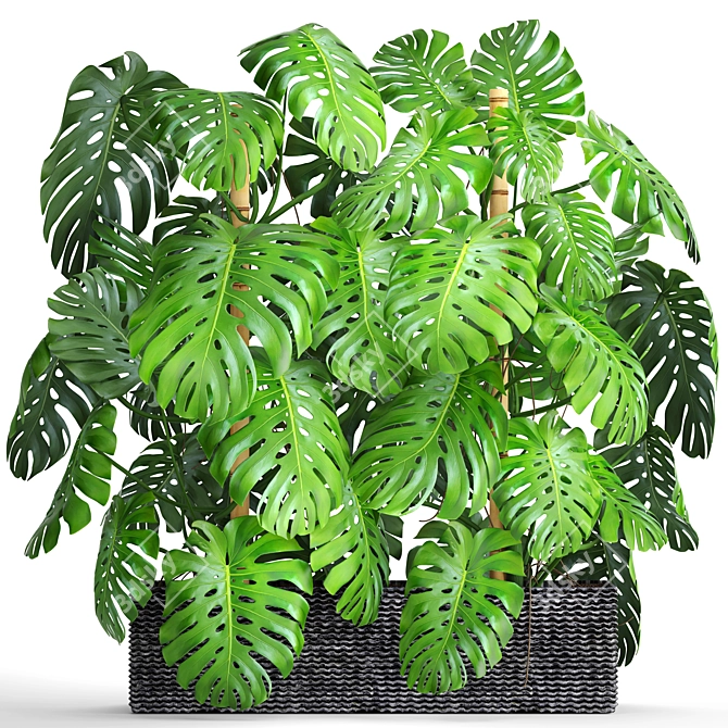 Gorgeous Monstera Plant Collection 3D model image 1