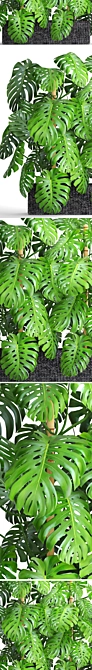 Gorgeous Monstera Plant Collection 3D model image 2