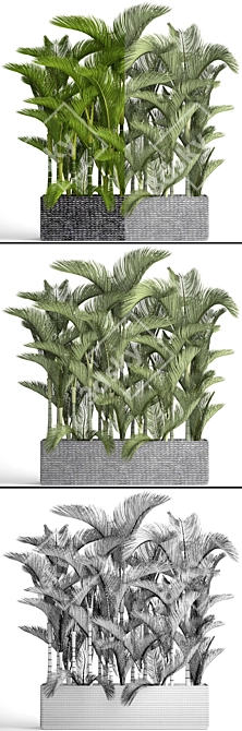 Tropical Paradise: Dypsis Lutescens 3D model image 3