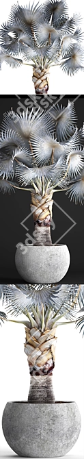 Noble Blue Bismarckia Palm 3D model image 2