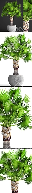 Noble Bismarckia: Stunning Green Majesty 3D model image 2