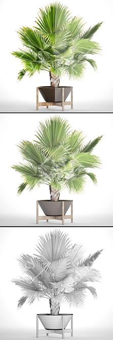 Exquisite Brahea Edulis - Rare Palm 3D model image 3