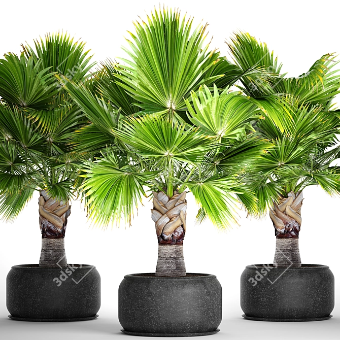 Exotic Brahea Edulis Palm 3D model image 1