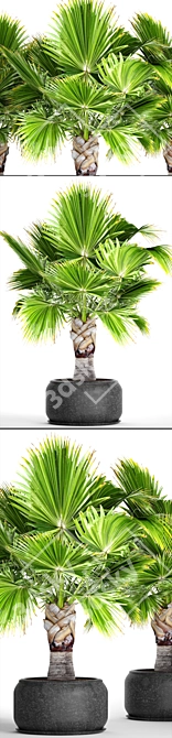 Exotic Brahea Edulis Palm 3D model image 2