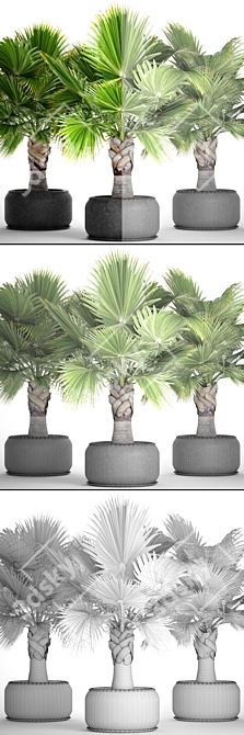 Exotic Brahea Edulis Palm 3D model image 3