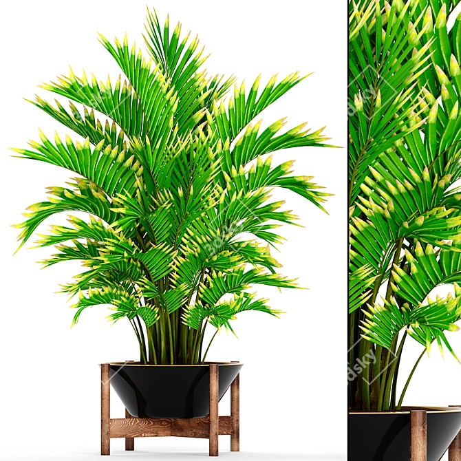 Elegant Howea Forsteriana Palm 3D model image 1